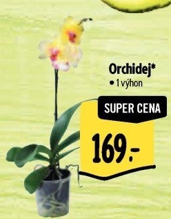 Orchidej