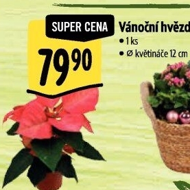 Vánoční hvězda