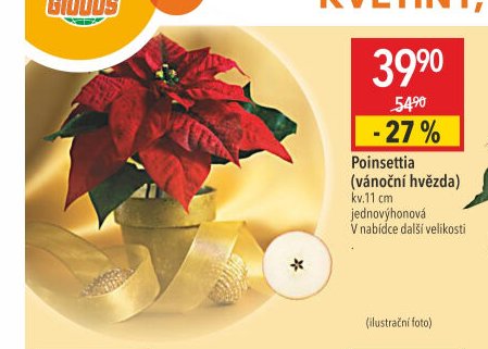Poinsettia (vánoční hvězda)