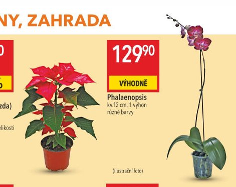 Phalaenopsis