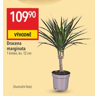Dracena marginata