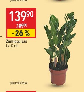 Zamioculcas