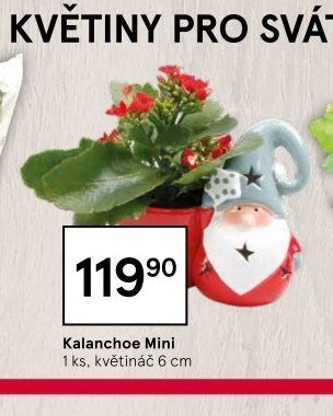 Kalanchoe Mini