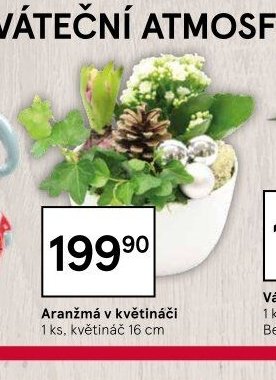 Aranžmá v květináči
