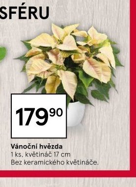 Vánoční hvězda