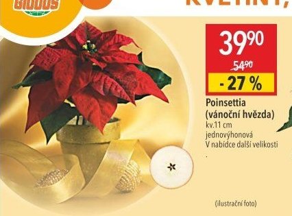 Poinsettia (vánoční hvězda)