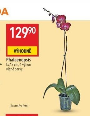 Phalaenopsis