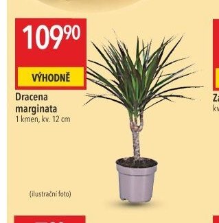 Dracena marginata