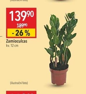 Zamioculcas
