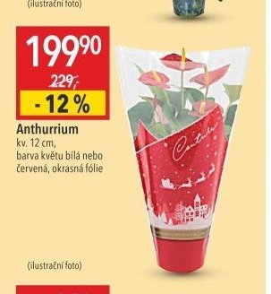 Anthurrium