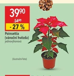 Poinsettia (vánoční hvězda)