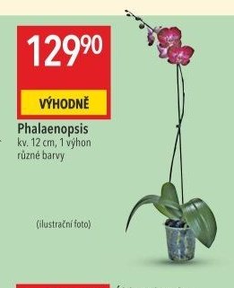 Phalaenopsis kv. 12 cm, 1 výhon