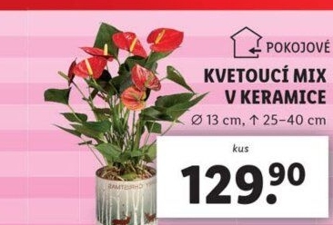 Mix kvetoucích rostlin