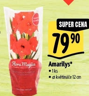 Amarylis - Hvězdník