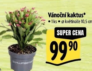 Vánoční kaktus - Schlumbergera