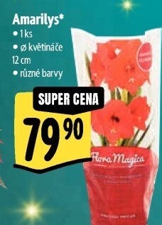 Amarylis - Hvězdník