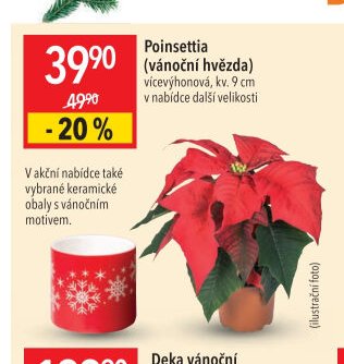 Poinsettia (vánoční hvězda)