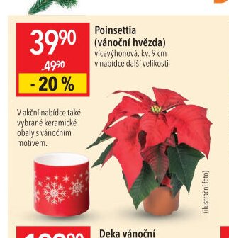 Poinsettia (vánoční hvězda)