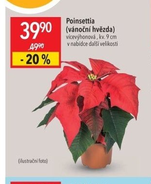 Poinsettia (vánoční hvězda)