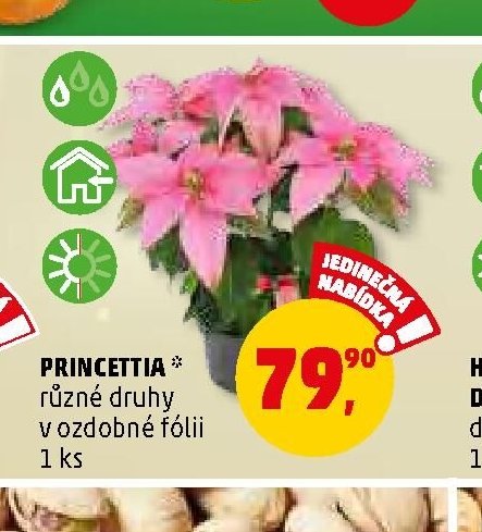 PRINCETTIA různé druhy v ozdobné fólii