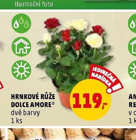 HRNKOVÉ RŮŽE DOLCE AMORE dvě barvy