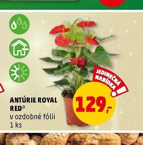 ANTÚRIE ROYAL RED v ozdobné fólii