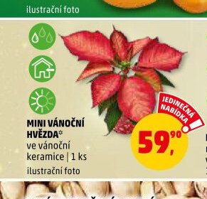 MINI VÁNOČNÍ HVĚZDA ve vánoční keramice 1 ks