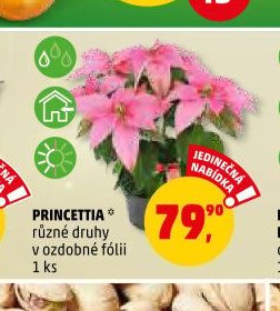 PRINCETTIA různé druhy v ozdobné fólii 1 ks