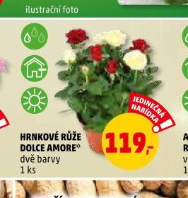HRNKOVÉ RŮŽE DOLCE AMORE dvě barvy 1 ks