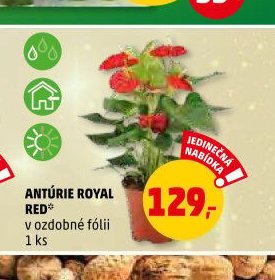 ANTÚRIE ROYAL RED v ozdobné fólii 1 ks