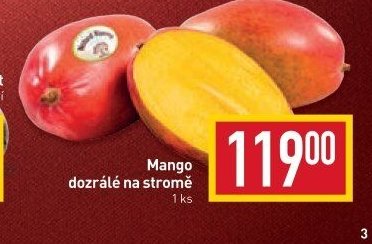 Mango dozrálé na stromě