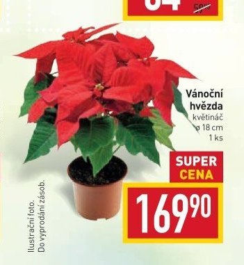 Vánoční hvězda květináč