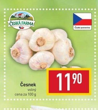 Česnek