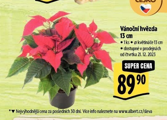 Vánoční hvězda 13 cm