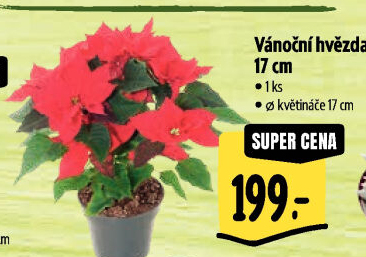 Vánoční hvězda