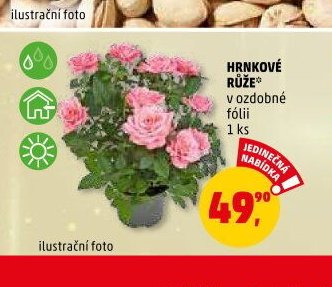 HRNKOVÉ RŮŽE