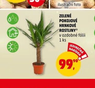 ZELENÉ POKOJOVÉ HRNKOVÉ ROSTLINY