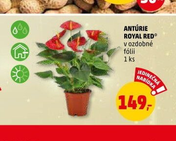 ANTÚRIE ROYAL RED