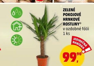 Mix zelených rostlin