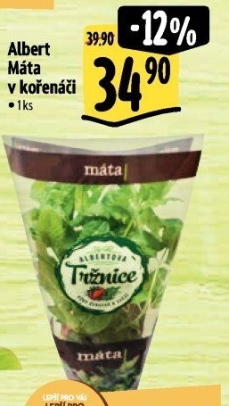 Bylinky v květináči Albert