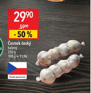 Česnek český