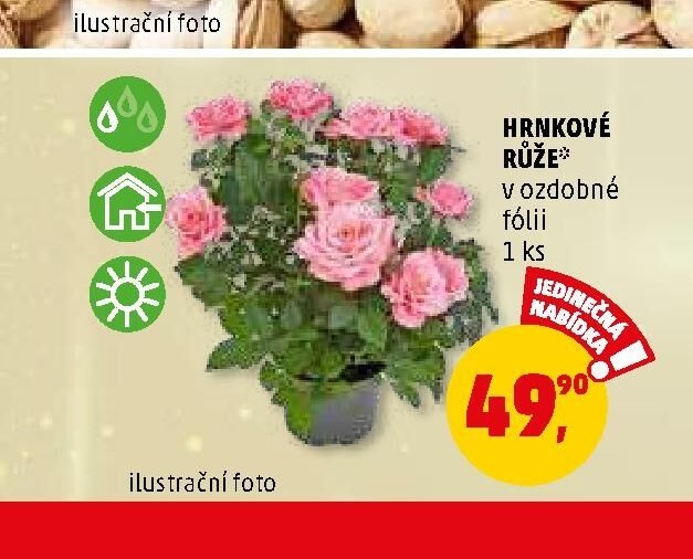 HRNKOVÉ RŮŽE