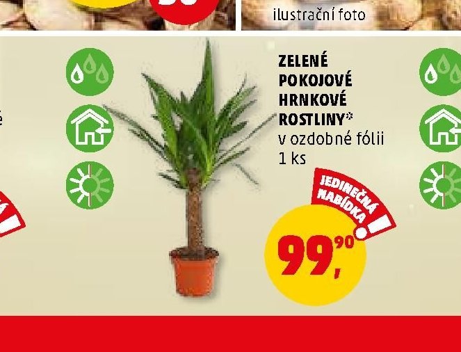 ZELENÉ POKOJOVÉ HRNKOVÉ ROSTLINY