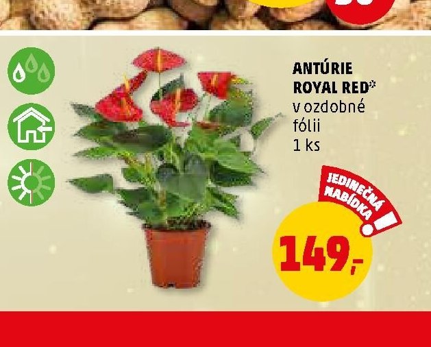 ANTÚRIE ROYAL RED