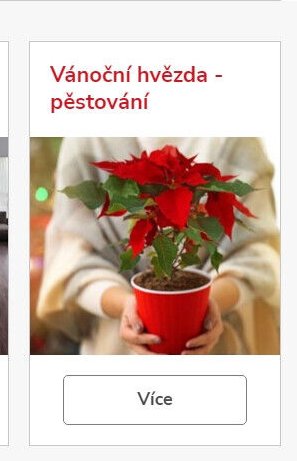 Vánoční hvězda - pěstování - UNI HOBBY akcniletaky.com