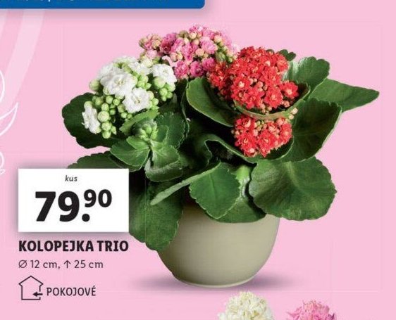 KOLOPEJKA TRIO