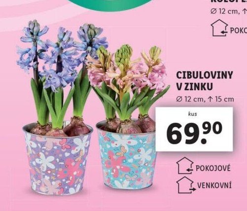 CIBULOVINY V ZINKU
