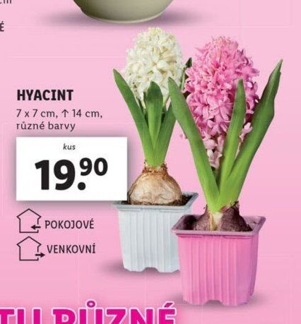 HYACINT