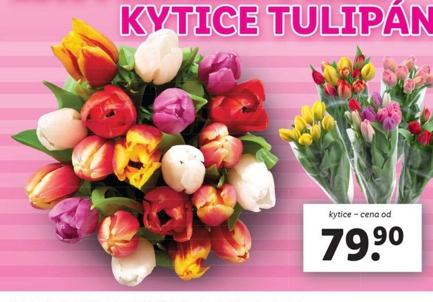 KYTICE TULIPÁNŮ