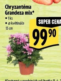 Chrysanthemum - Chryzantéma